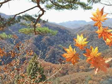 在哪里购买打胎药打胎药流多少天可以流完(打胎药多久流下来)